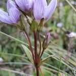 Gentianella corymbosa leaf picture by gabouille (cc-by-sa)