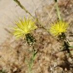 Centaurea sulphurea flower picture by Schnittler Martin (cc-by-sa)