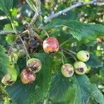 Crataegus punctata fruit picture by Malaika Mitra (cc-by-sa)