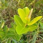 Syzygium caryophyllatum leaf picture by Vikram Kumar (cc-by-sa)