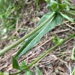 Crepis nicaeensis leaf picture by blanca_de_centelles (cc-by-sa)