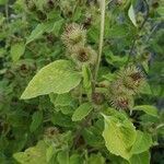 Arctium minus leaf picture by Bertrand CHRETIEN (cc-by-sa)