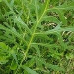 Silphium laciniatum leaf picture by Kassie Slotty (cc-by-sa)