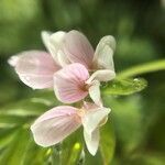 Ornithopus sativus flower picture by Adrien Broni (cc-by-sa)