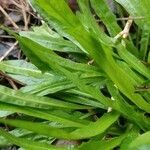 Carex plantaginea leaf picture by Christina Root (cc-by-sa)