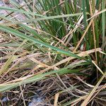 Cortaderia pungens leaf picture by Fabien Anthelme (cc-by-sa)