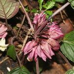 Drymonia turrialvae flower picture by Nelson Zamora Villalobos (cc-by-nc)