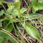 Gentiana angustifolia habit picture by Yoan MARTIN (cc-by-sa)