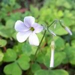 Oxalis linarantha flower picture by Trap Hers (cc-by-sa)