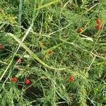 Asparagus officinalis habit picture by zarraga jose luis (cc-by-sa)