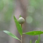 Bonellia nervosa fruit picture by Nelson Zamora Villalobos (cc-by-nc)