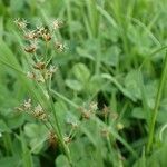 Juncus articulatus habit picture by Yoan MARTIN (cc-by-sa)