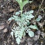 Centaurea cineraria leaf picture by Jean Gauberti (cc-by-sa)