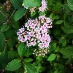 Spiraea japonica flower picture by Merentceva Tanja (cc-by-sa)