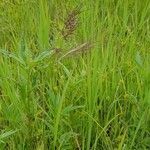 Echinochloa crus-galli habit picture by Alain Lagrave (cc-by-sa)