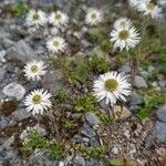 Anaphalioides bellidioides flower picture by Jean-Marie Frenoux (cc-by-sa)