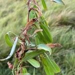 Rumex usambarensis leaf picture by Leigh Winowiecki (cc-by-sa)