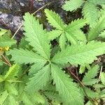 Potentilla recta leaf picture by Joelle Laurent (cc-by-sa)