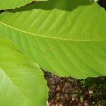 Sloanea zuliaensis leaf picture by Nelson Zamora Villalobos (cc-by-nc)