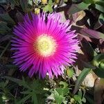 Carpobrotus acinaciformis flower picture by Alex Frawley (cc-by-sa)