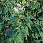 Filipendula ulmaria habit picture by Jean-Marie Frenoux (cc-by-sa)