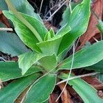 Primula glaucescens leaf picture by Franco Colnago (cc-by-sa)