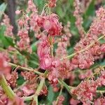 Rumex usambarensis fruit picture by Leigh Winowiecki (cc-by-sa)