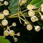 Axinaea costaricensis fruit picture by Nelson Zamora Villalobos (cc-by-nc)