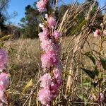 Prunus glandulosa flower picture by Ashley Scholer (cc-by-sa)