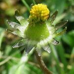 Bellis perennis fruit picture by Gianni Del Bufalo (cc-by-sa)