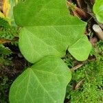 Hedera azorica leaf picture by Pereira Jorge (cc-by-sa)