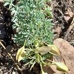 Tropaeolum polyphyllum habit picture by Trap Hers (cc-by-sa)