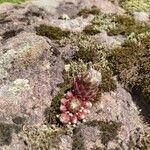 Sempervivum arachnoideum leaf picture by Kṣemarāja (cc-by-sa)