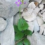 Arabis verna habit picture by Béatrice Escande (cc-by-sa)