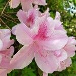 Rhododendron catawbiense flower picture by Laura Kiser (cc-by-sa)