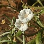 Convolvulus floridus flower picture by mike (cc-by-sa)