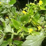 Calceolaria mexicana habit picture by Nelson Zamora Villalobos (cc-by-nc)