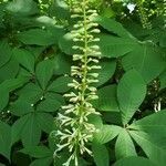 Aesculus parviflora flower picture by Joe Blakely (cc-by-sa)