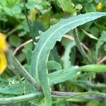 Sonchus maritimus leaf picture by Francois Mansour (cc-by-sa)