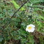 Rosa arvensis habit picture by Zioivan Beirut (cc-by-sa)