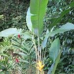 Heliconia caribaea habit picture by Daniel Barthelemy (cc-by-sa)