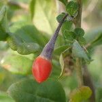 Lycium chinense fruit picture by Sylvain Piry (cc-by-sa)