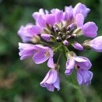 Cardamine raphanifolia flower picture by Ordás Mario (cc-by-sa)