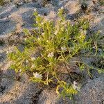 Cakile maritima habit picture by Antoine Ambard (cc-by-sa)