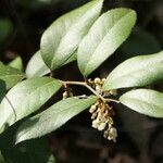 Leucothoe axillaris flower picture by Maarten Vanhove (cc-by-sa)