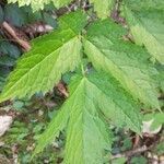 Actaea spicata leaf picture by Aurore Garnavault Blanchard (cc-by-sa)