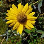 Helianthus mollis flower picture by K O (cc-by-sa)