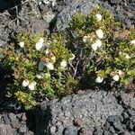 Gaultheria mucronata habit picture by Daniel Barthelemy (cc-by-nc)