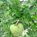 Annona spinescens fruit picture by Thiago Flores Flores (cc-by-sa)