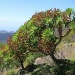 Euphorbia atropurpurea habit picture by Szabolcs Frater (cc-by-sa)